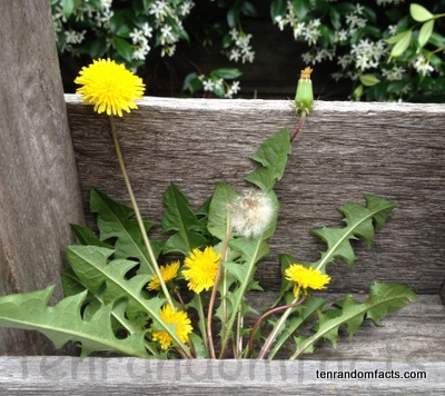 Yellow dandelions, weeds, Ten Random Facts 