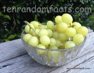 Green grapes, bunches, Stalk, Bowl, Ten Random Facts, Aldi,