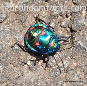 Jewel Bug, Armor, Metallic, Orange, Red, Blue, Green, Australia, Queensland, Ten Random Facts