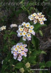 Lantana, White, Flowers, Weed, Queensland. Australia, Ten Random Facts, Many