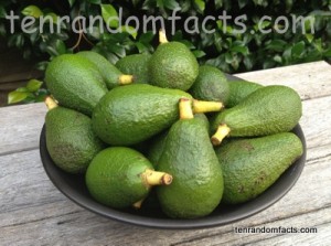 Avocado, Green, Vegetable, Fruit, Lots, Ripe, Ten Random Facts