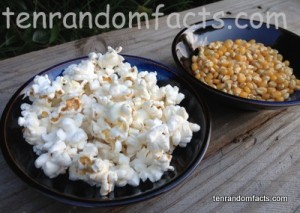 Popcorn, Butterfly, Plain, seeds, Corn Kernals, Ten Random Facts