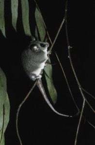 Pygmy Possum, Eastern, Small, Cute, Climbing, National Geographic Stock, Ten Random Facts 
