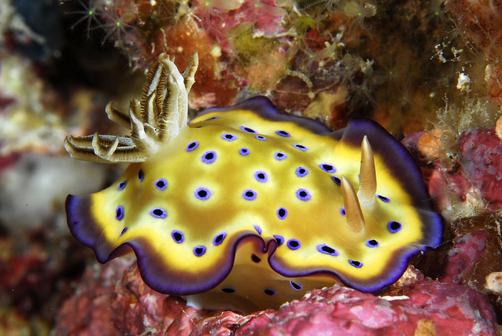 Sea Slug, Yellow, Blue Spots, Philippines, Coral, Sea, Beautiful, National Geographic, Ten Random Facts