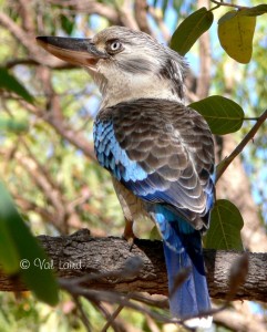 Blue Winged Kookaburra, Male, Australia, Kokkaburra, Kingfisher, Bird, Ten Random Facts