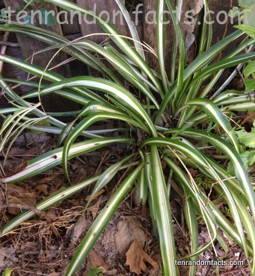 Spider, Plant, Green, White Central Stripe, Australia, Ten Random Facts