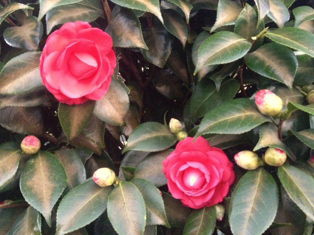 Red Pink, Camellia, Two, Bloom, Bud, Lots, Leaves, Bush, Australia, Flower, Ten Random Facts, Tea Flower