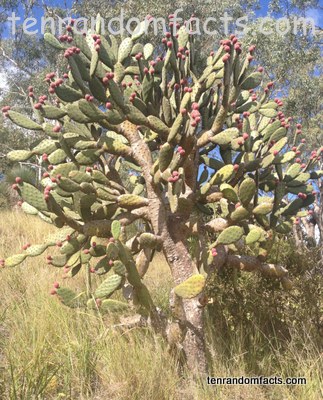 Prickly Pear, Invasive, Green, Fruit, Tall, Desert, Bare, Australia, Fruitful, Ten Random