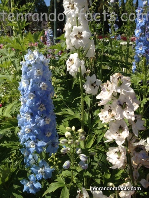 Delphinium, Flowers, white, Blue, Garden, mutliple, Ten Random Facts, Australia