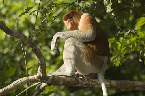 Proboscis-Monkey.jpg