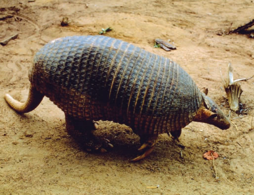are armadillos nocturnal or diurnal