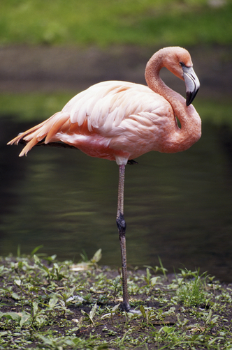 greater flamingo