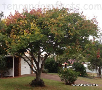 Golden Rain Tree, Plant, house, leaves, large, red, Australia, Ten Random Facts 