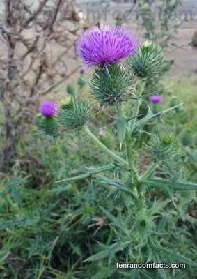 prickly weed with purple flower