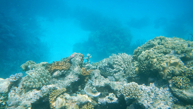 Agincourt Reef, Great Barrier Reef, Australia, Coral, Blue, Scene, Ten Random Facts, Small