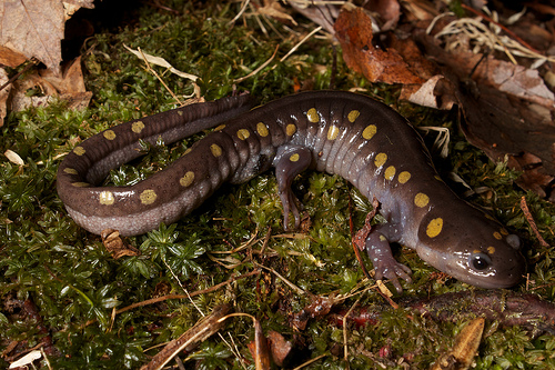 Diet Of Spotted Salamander