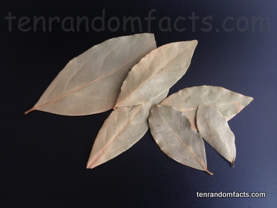 Bay Leaf Ten Random Facts