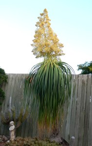 Ponytail Palm, Flower, Yellow, Backyard, Plant, Vegetation, Australia,