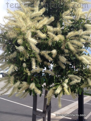 Ivory Curl, Tree, Yellow, Flower, Side, Tall,  Ten Random Facts, Australia