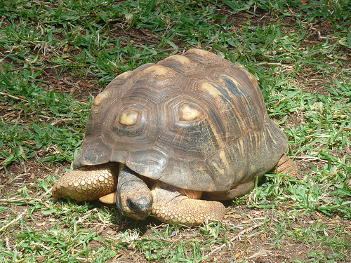 Radiated Tortoise, Zoo, Animal, Reptile, Honolulu, Ten Random Facts, Yellow, Shell