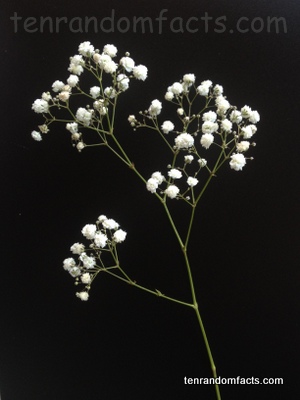 Baby S Breath Ten Random Facts