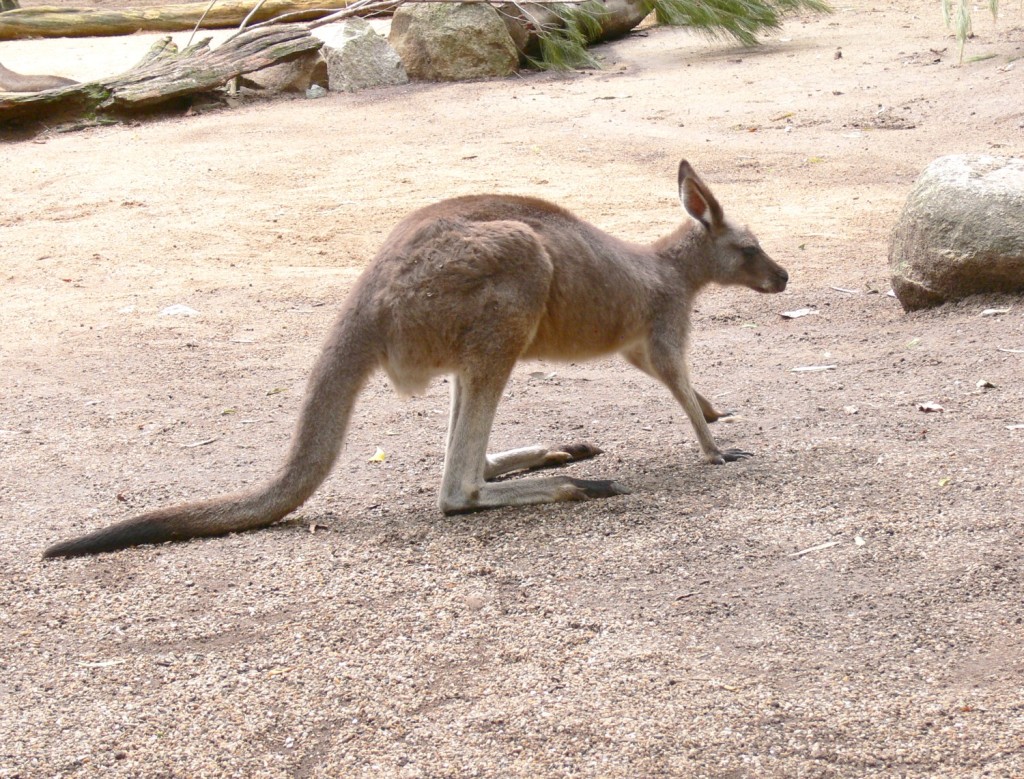Kangaroo, Trivia, Ten Random Facts, Brown, Mammal, Marsupial, Australia, 