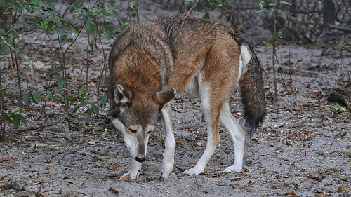 Red Wolf - Ten Random Facts