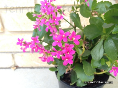 Kalanchoe Blossfeldina, Vegetation, Flower, Trivia, Ten Random Facts, Pink