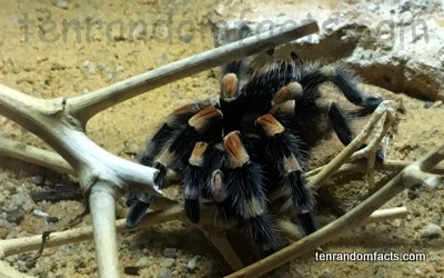 Mexican Redknee Tarantula, Arachnid, Spider, Red, Zoo, Sandy, Crawl, Hairy, Animal