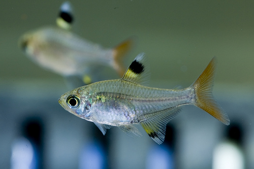 gold xray tetra