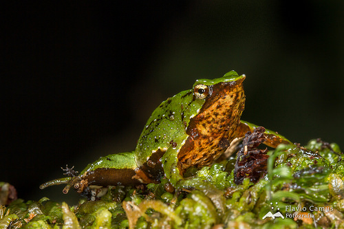 Darwin's Frog, Trivia, Ten Random Facts, Green, Yellow, Amphibian, Animal, 