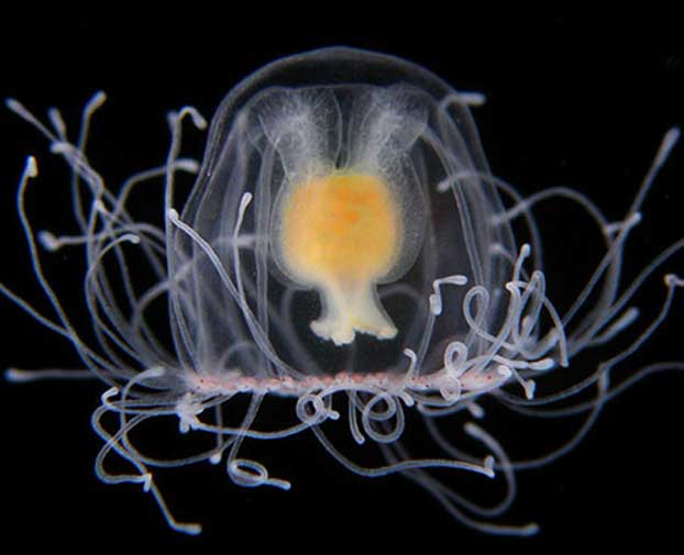 Immortal Jellyfish, Trivia, Ten Random Facts, Animal, Yellow, Transparent, Death Defying, Tentacle, Turritopsis dohrnii