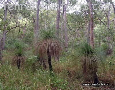 Grass Tree, Trivia, Random Facts, Plant, Australia, Vegetation, Xanthorrhoea