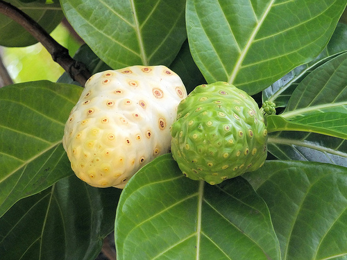 Noni Fruit Healthy Diet