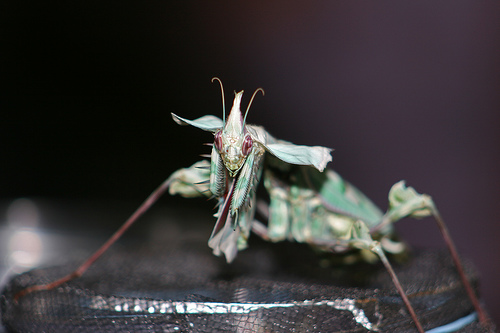 Devil's Flower Mantis, Trivia, Ten Random Facts, Green, Red, Male, Majestic, Insect, Animal 