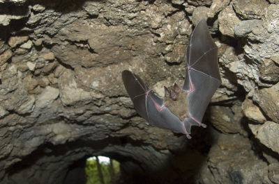Animal Bat