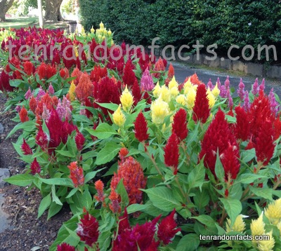 Celosia