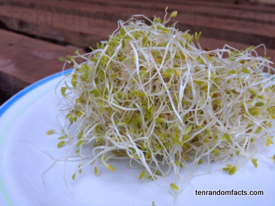 Alfalfa Sprouts