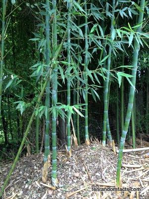 Bamboo, Tall, Green, Leaves, Grass, Hollow, Running, Ten Random Facts, Australia.