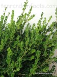 Buxus