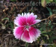 Dianthus