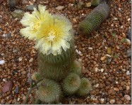 Yellow Tower Cactus