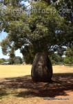 Queensland Bottle Tree