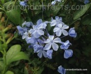 Blue Plumbago