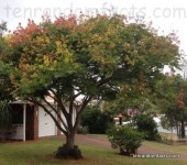 Golden Rain Tree