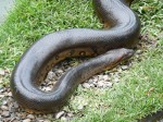 green anaconda size