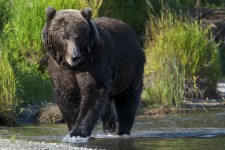 Brown Bear