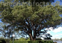 Camphor Laurel