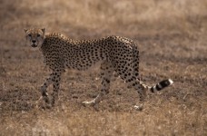 Cheetah