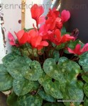 Cyclamen